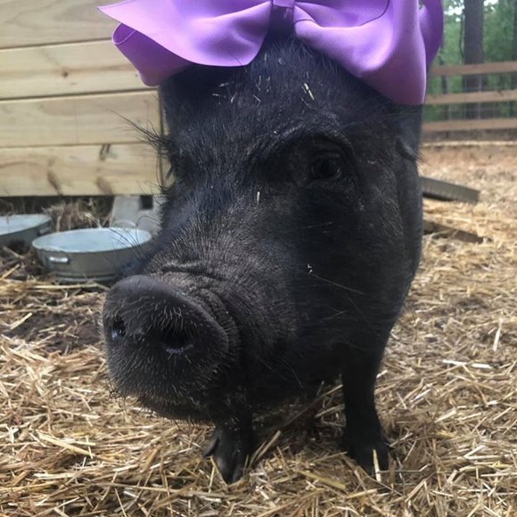 ❤Southern Oaks Sanctuary-All Sales Support our Non-Profit❤ - Picture 4 of 16